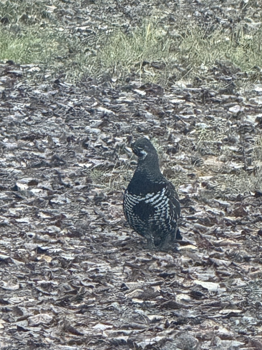 Spruce Grouse - ML644313534