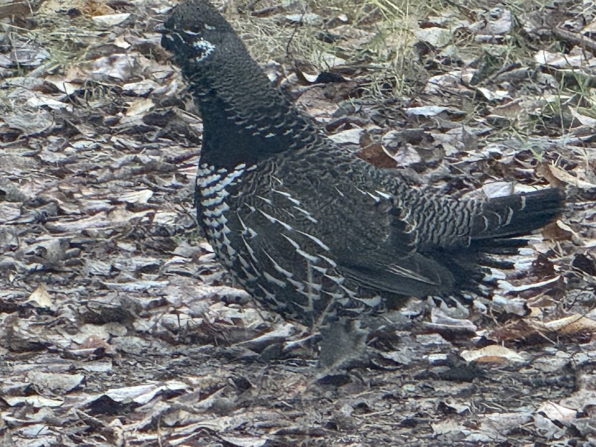 Spruce Grouse - ML644313535