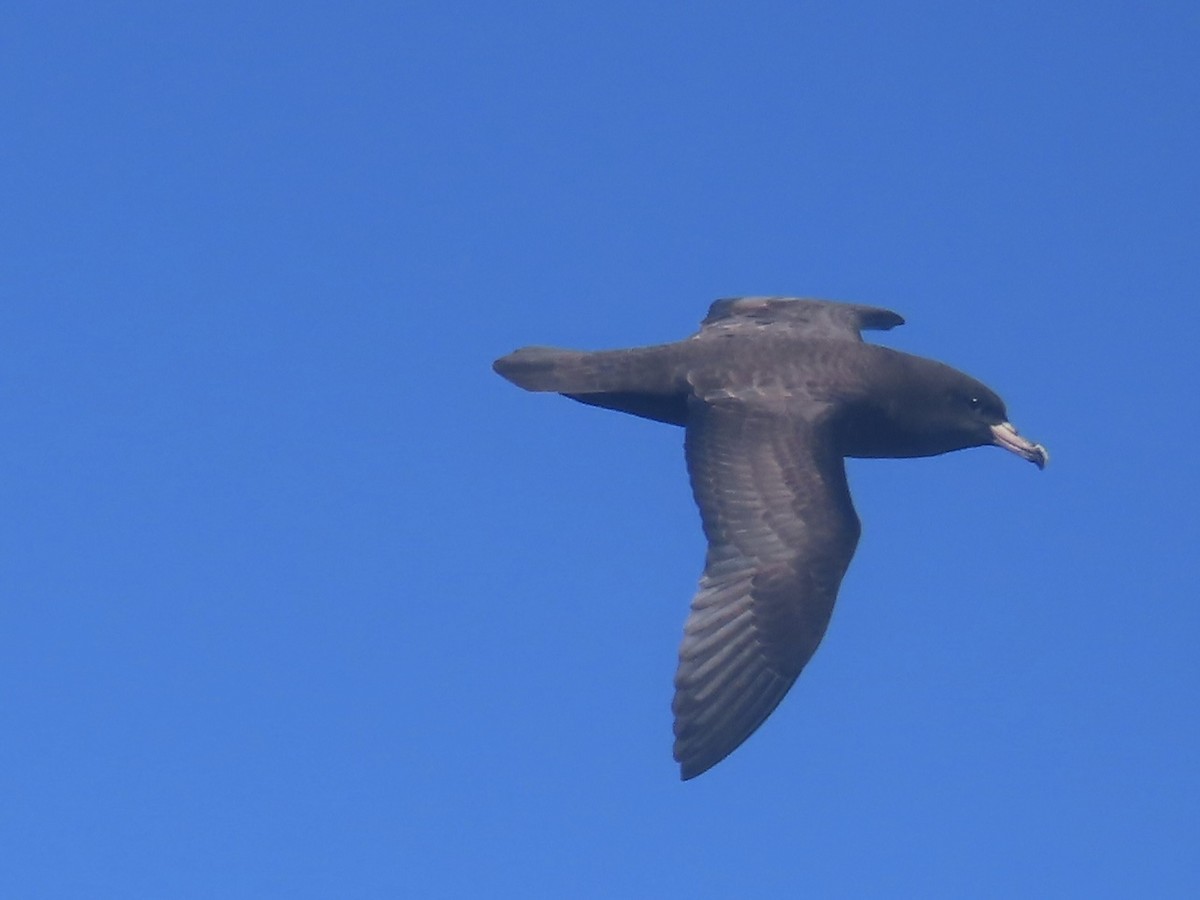 lysbeinlire - ML644313537