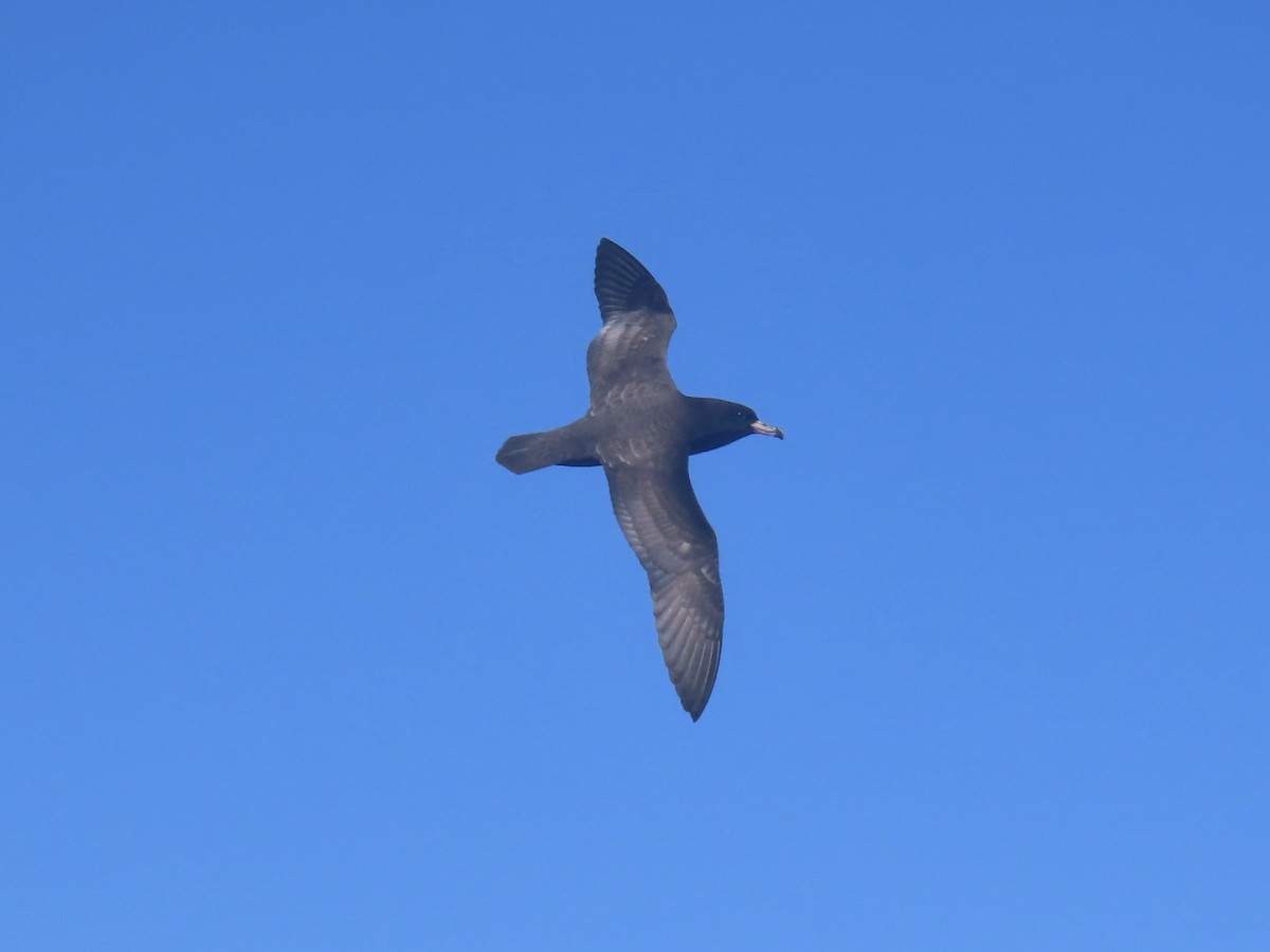 lysbeinlire - ML644313538