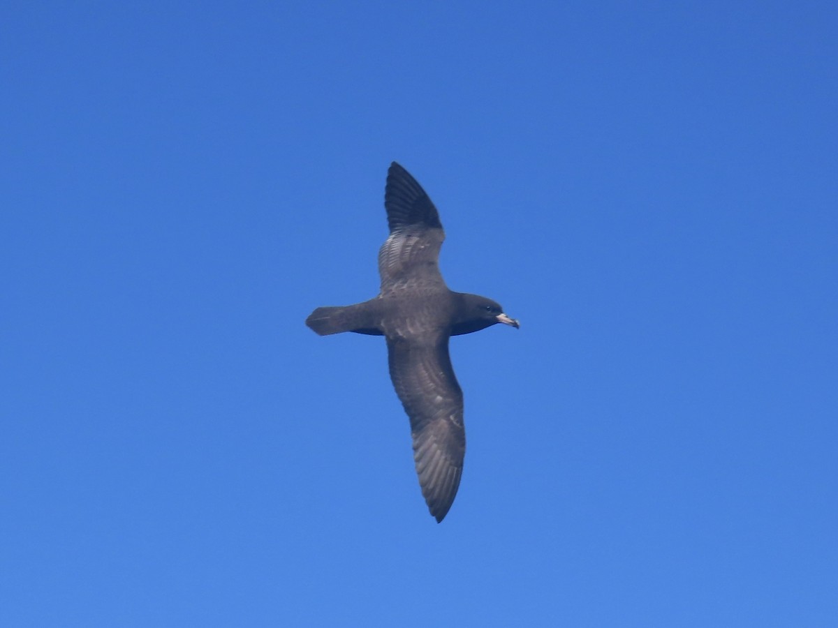 lysbeinlire - ML644313539