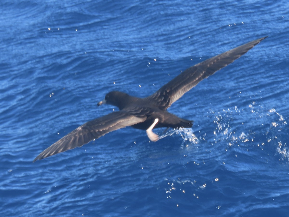 lysbeinlire - ML644313540