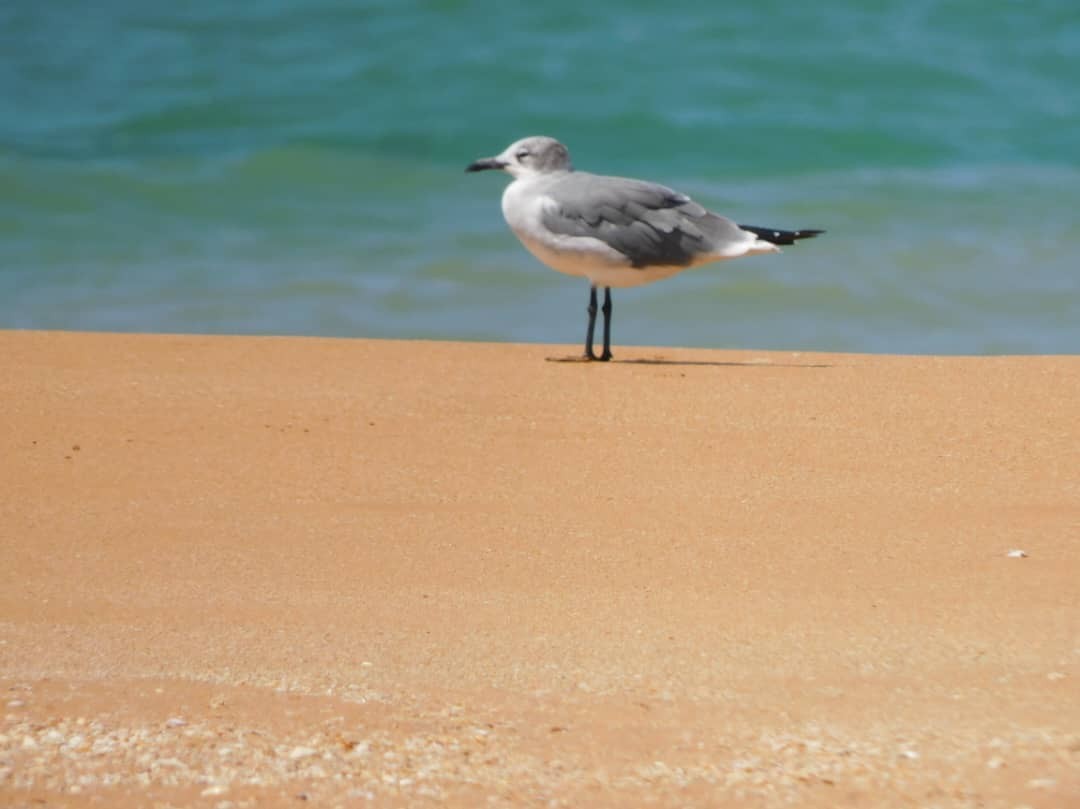 Laughing Gull - ML644313543