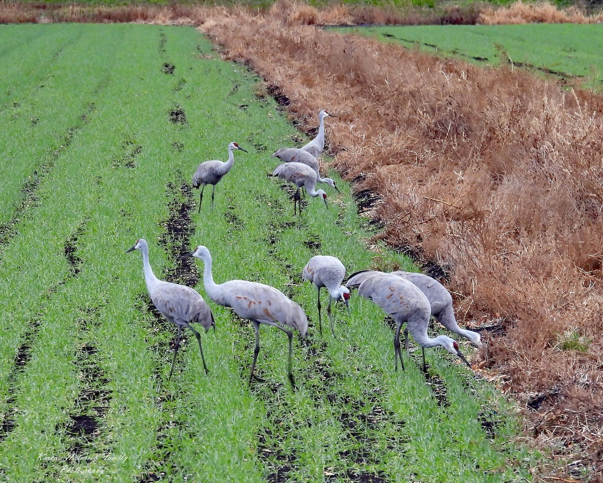 Орог тогоруу - ML644313548