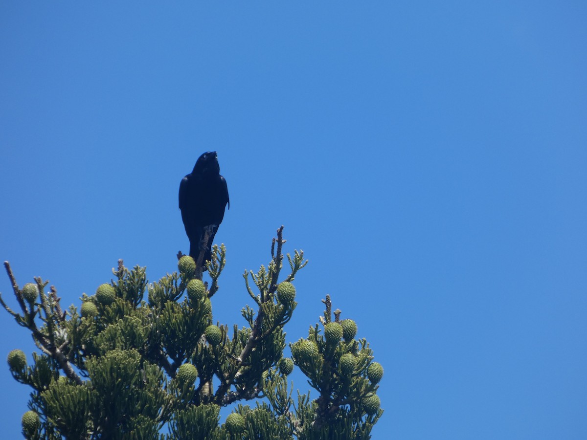 Verdugo Pío - ML644313550