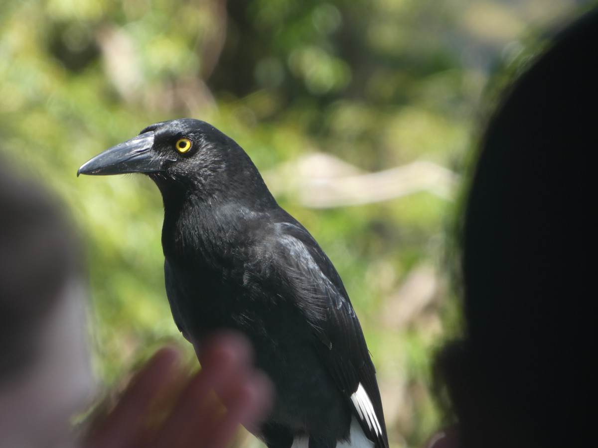 Verdugo Pío - ML644313551