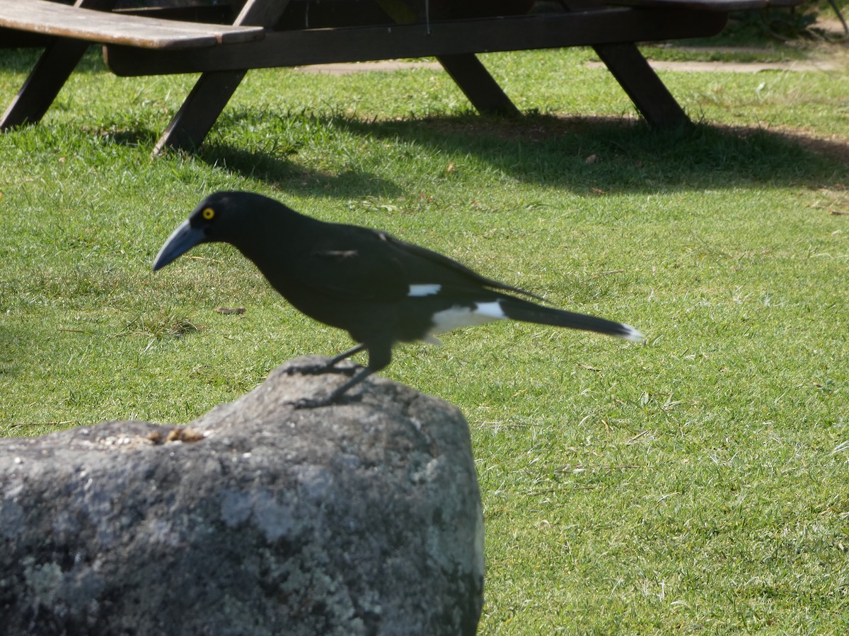 Verdugo Pío - ML644313552