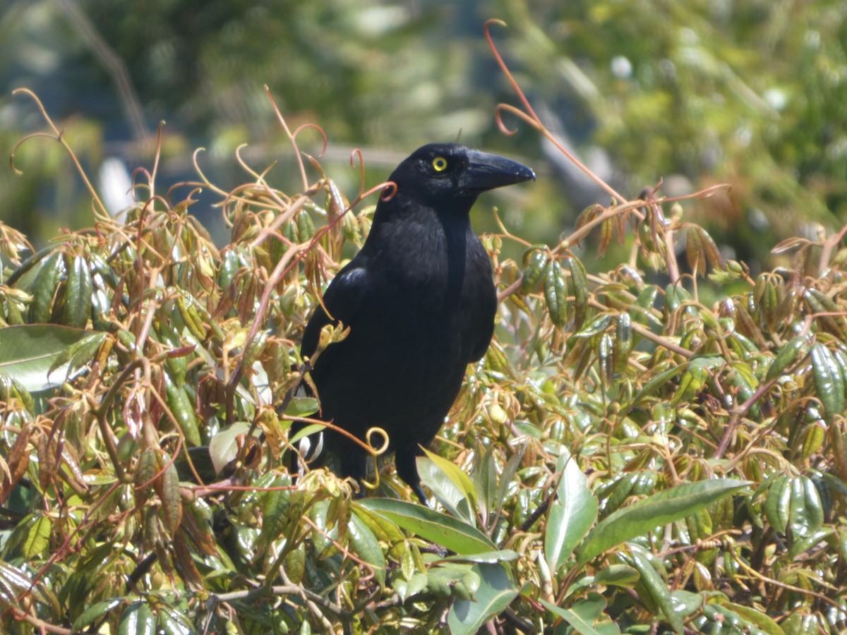 Verdugo Pío - ML644313553