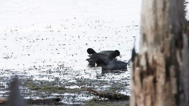 American Coot - ML644313554