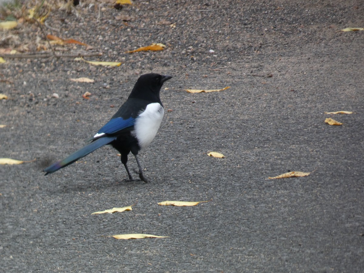 Oriental Magpie - ML644313558