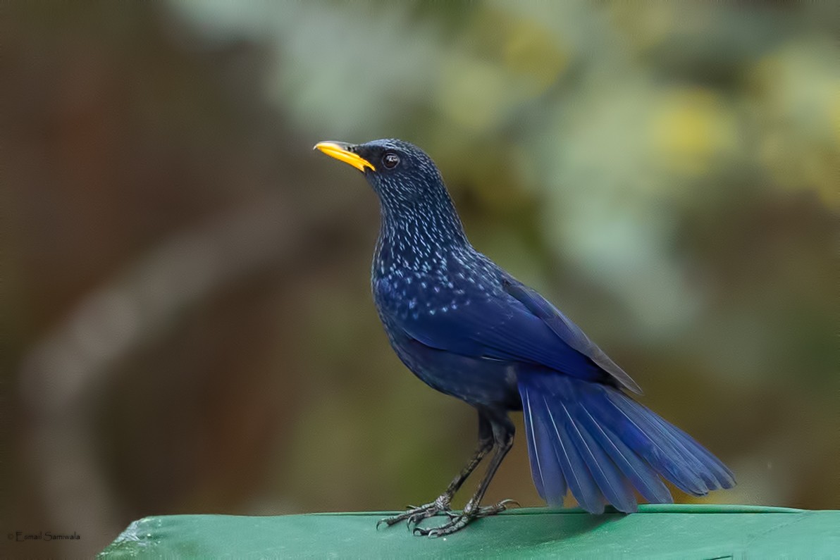 Нил исгэрээ хөөндэй - ML644313571