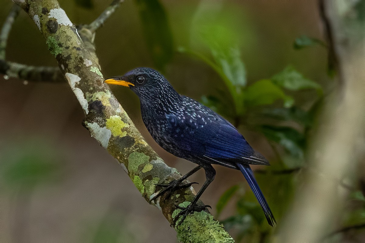 Нил исгэрээ хөөндэй - ML644313572