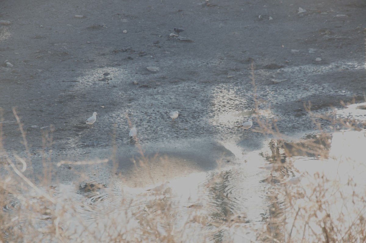 Mediterranean Gull - ML644313576
