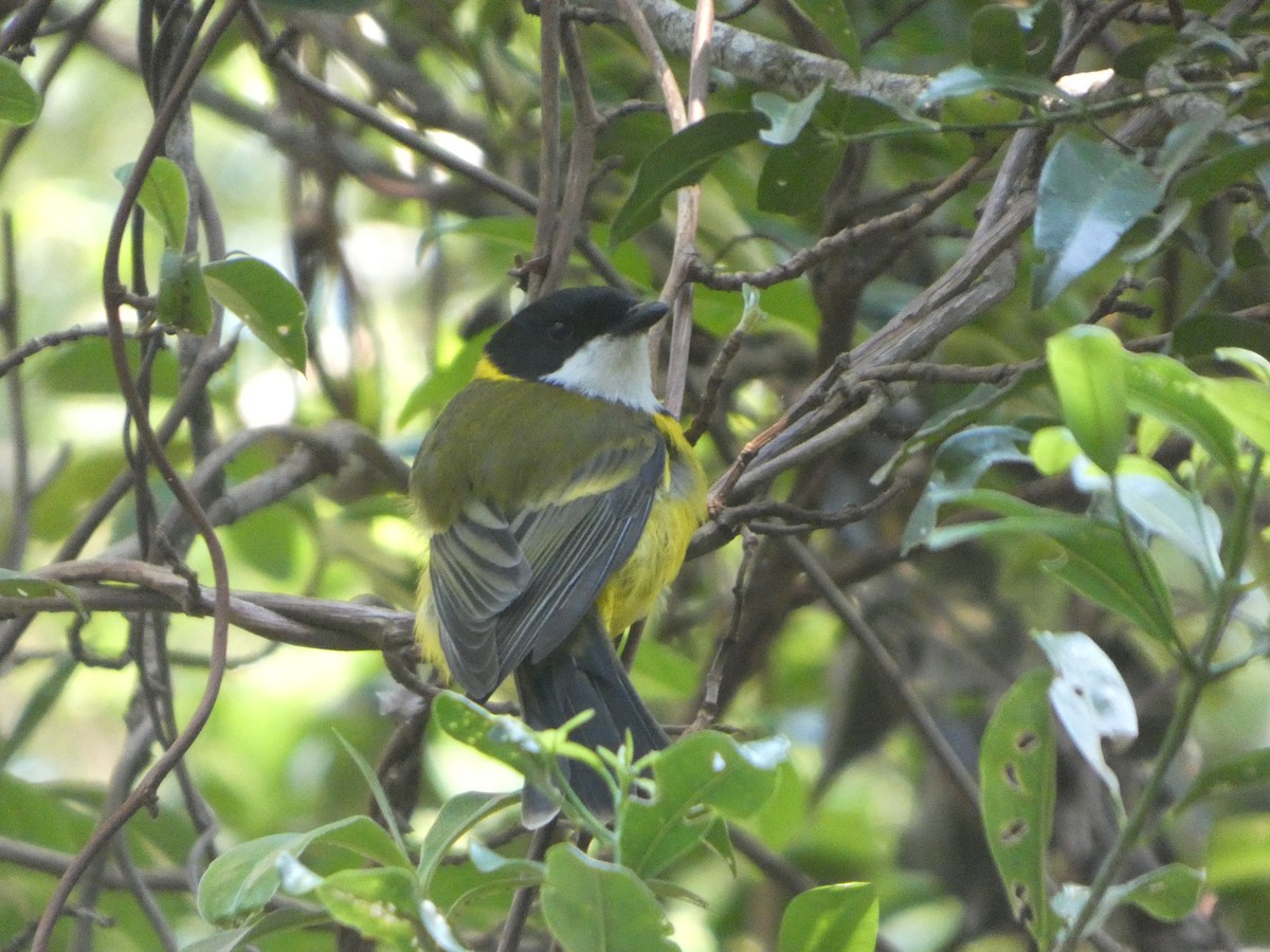 Gelbbauch-Dickkopf [pectoralis-Gruppe] - ML644313577