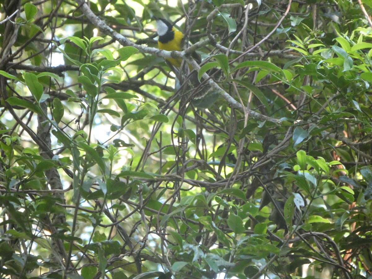 Gelbbauch-Dickkopf [pectoralis-Gruppe] - ML644313578