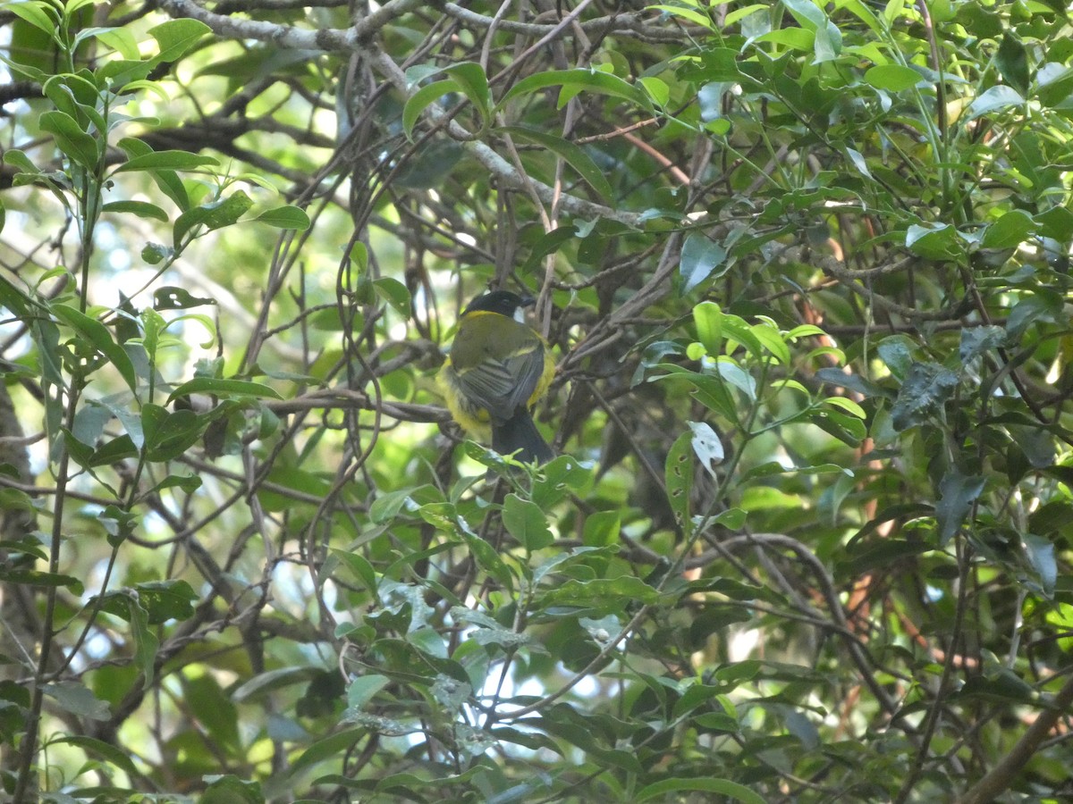 Gelbbauch-Dickkopf [pectoralis-Gruppe] - ML644313579