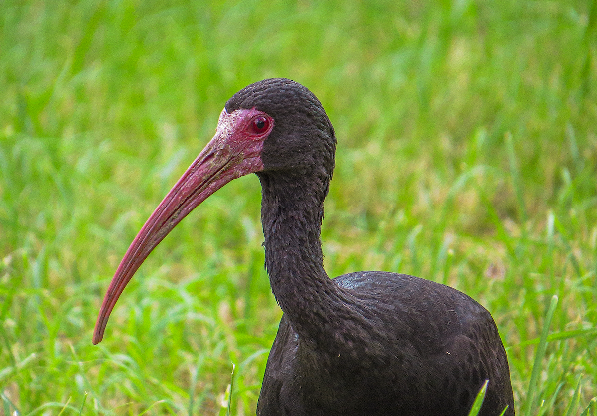 Bare-faced Ibis - ML644313583