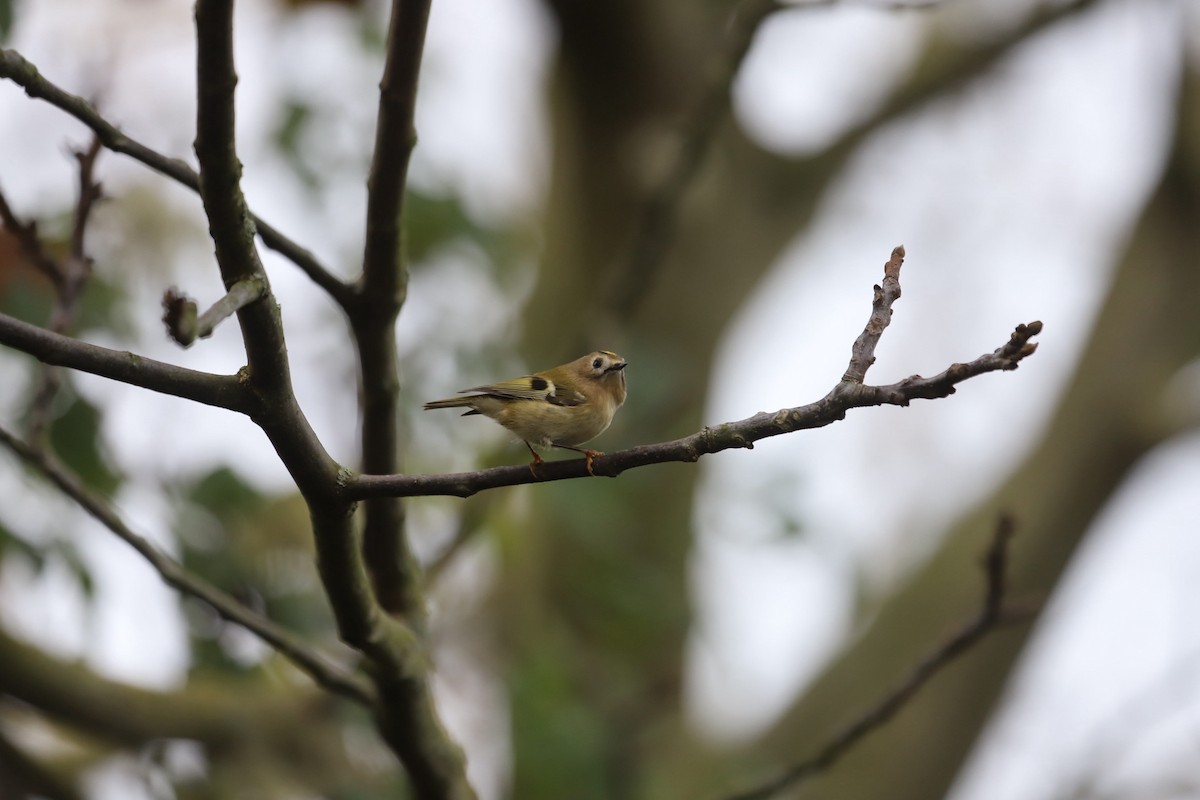 Goldcrest - ML644313586