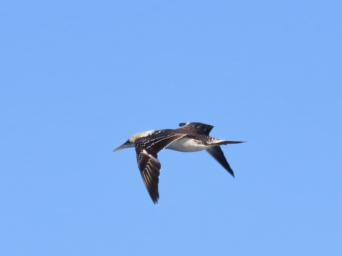 Avustralya Sümsüğü - ML644313587