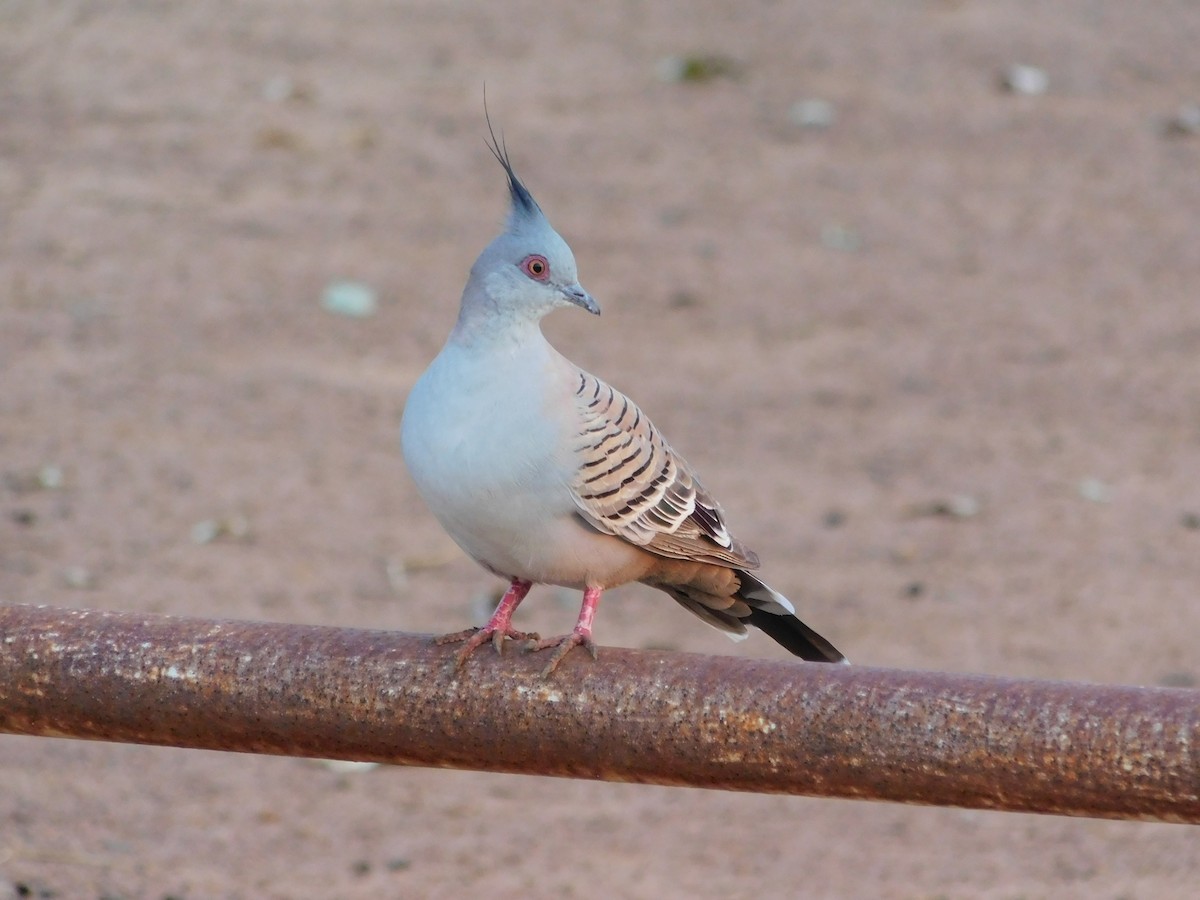 Хохлатый бронзовокрыл - ML644313592