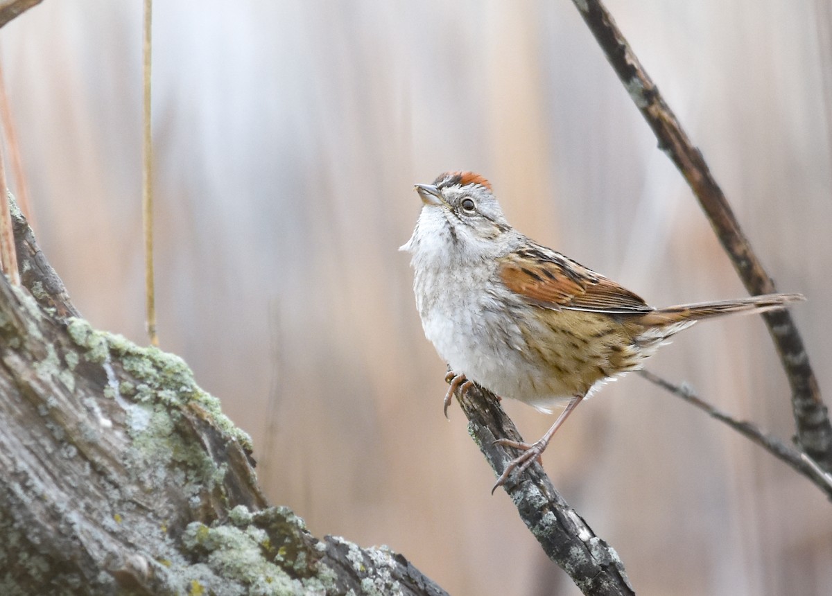 Chingolo Pantanero - ML644313593