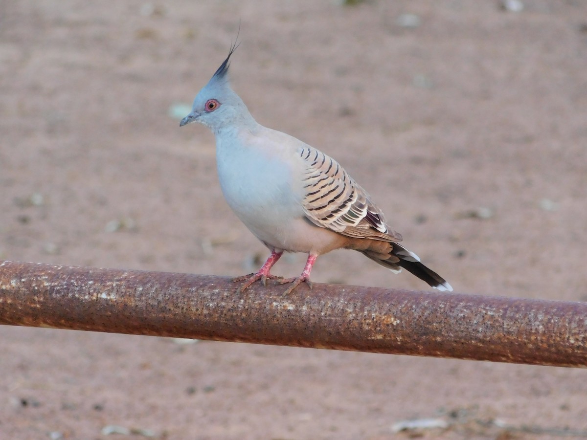 Хохлатый бронзовокрыл - ML644313594