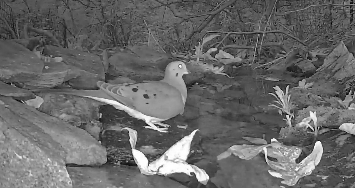 Mourning Dove - ML644313608