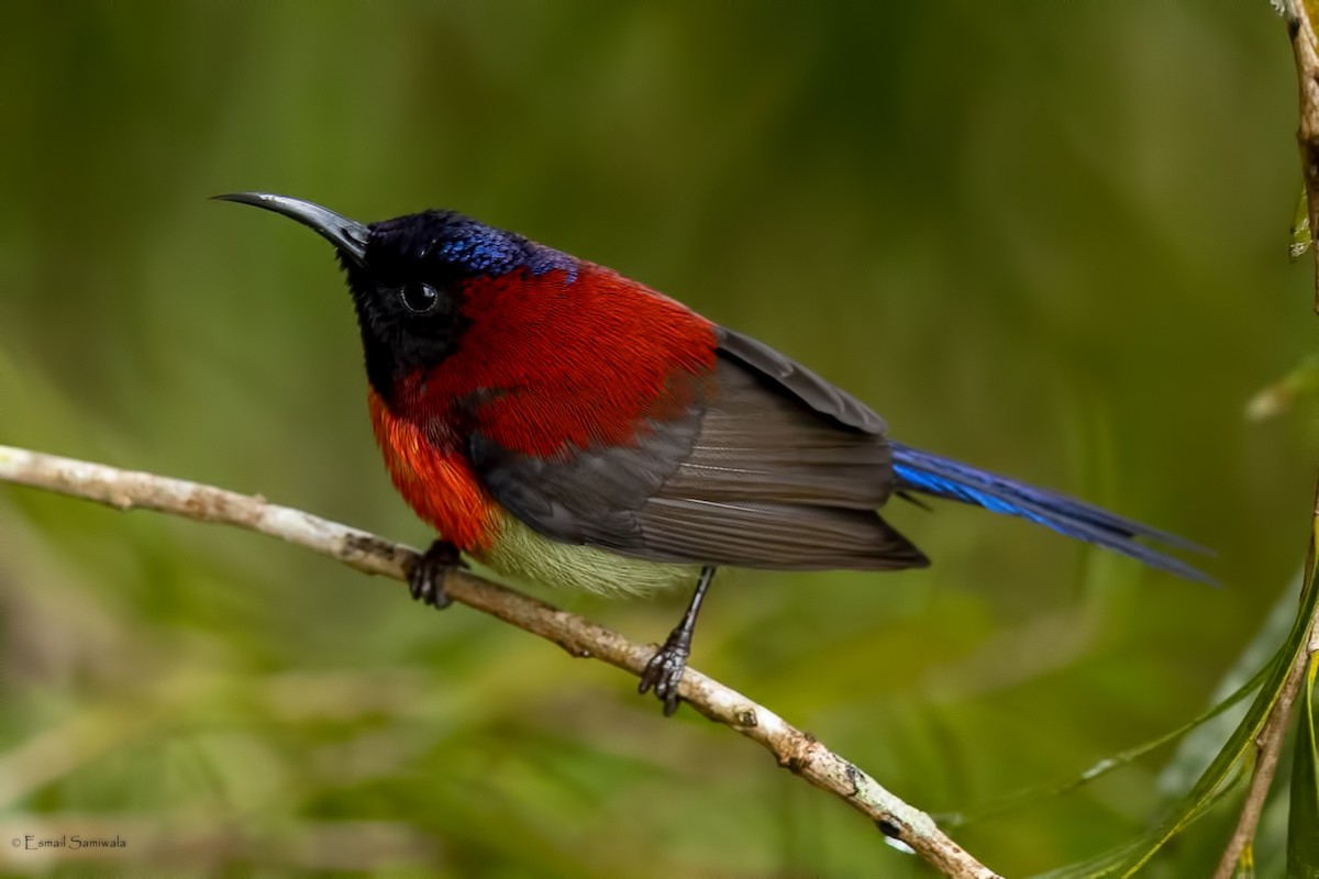 Black-throated Sunbird - ML644313624