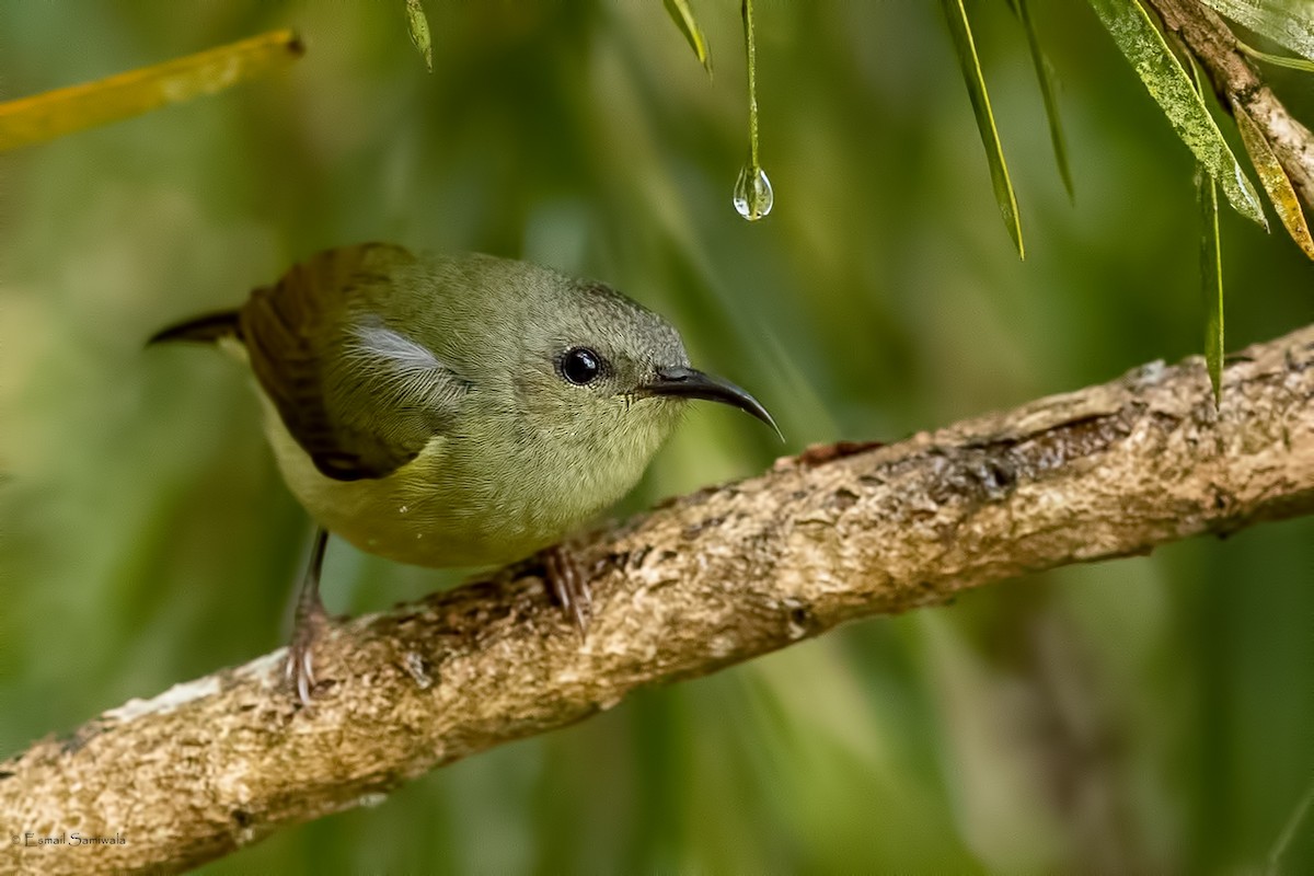 Black-throated Sunbird - ML644313625