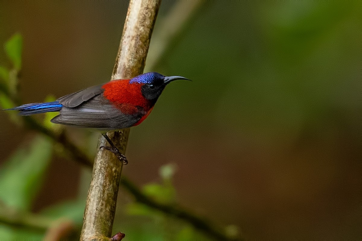 Black-throated Sunbird - ML644313626