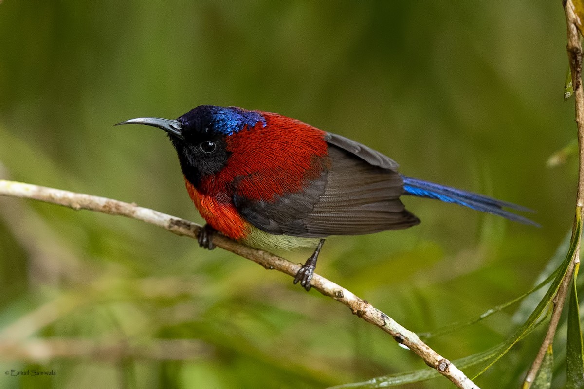 Black-throated Sunbird - ML644313627