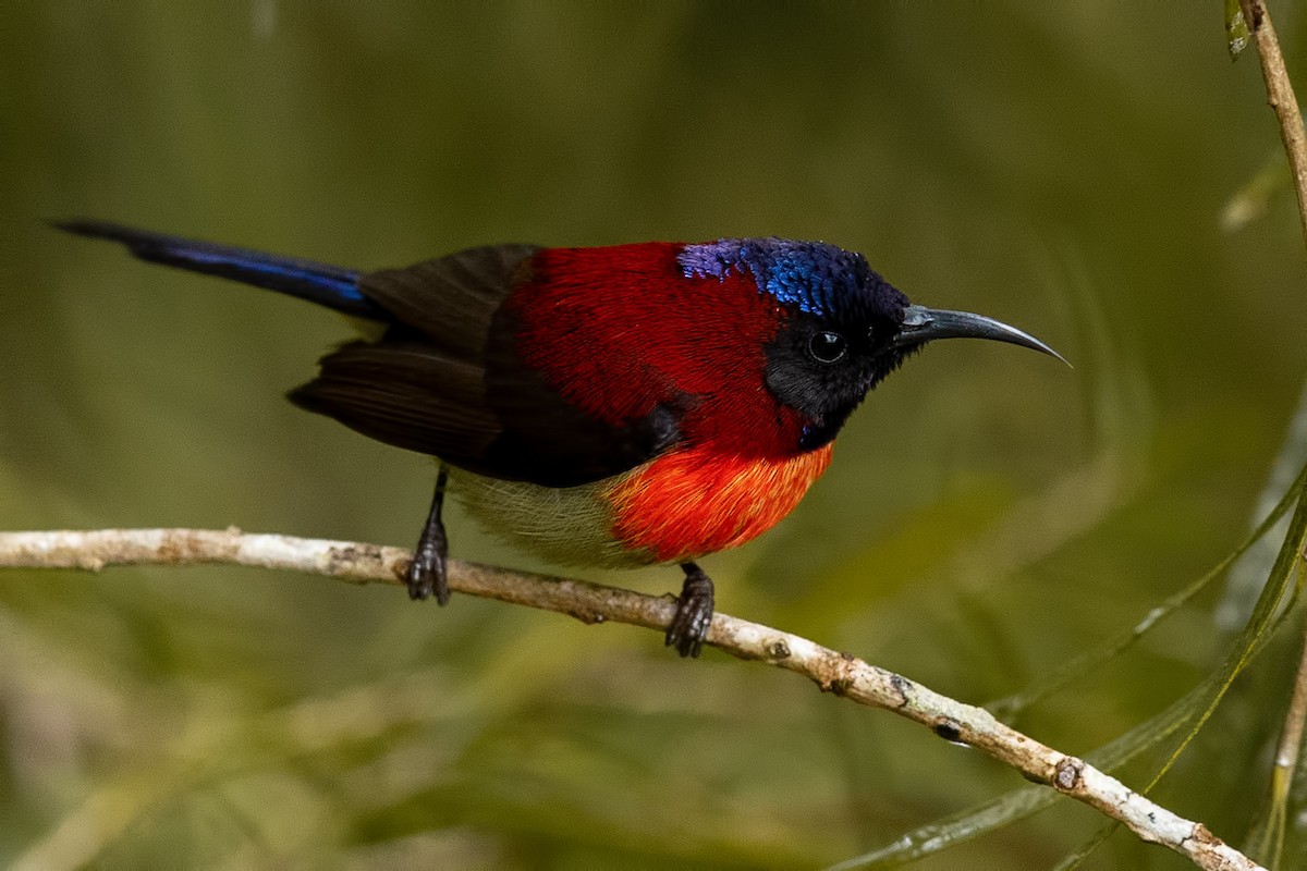 Black-throated Sunbird - ML644313628