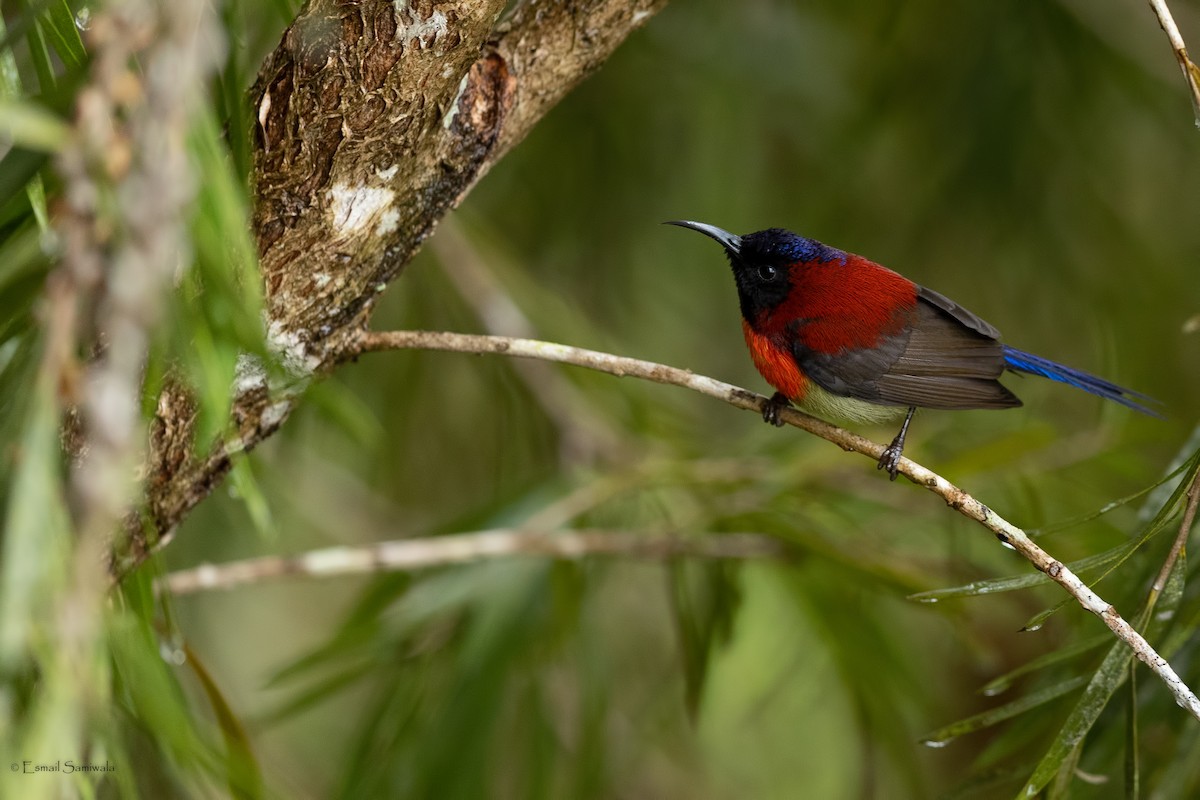 Black-throated Sunbird - ML644313629