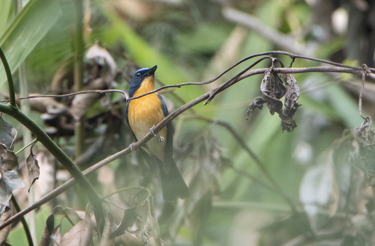 Gobemouche de White - ML644313666
