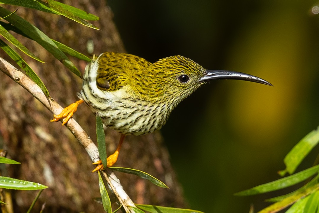 Streaked Spiderhunter - ML644313668