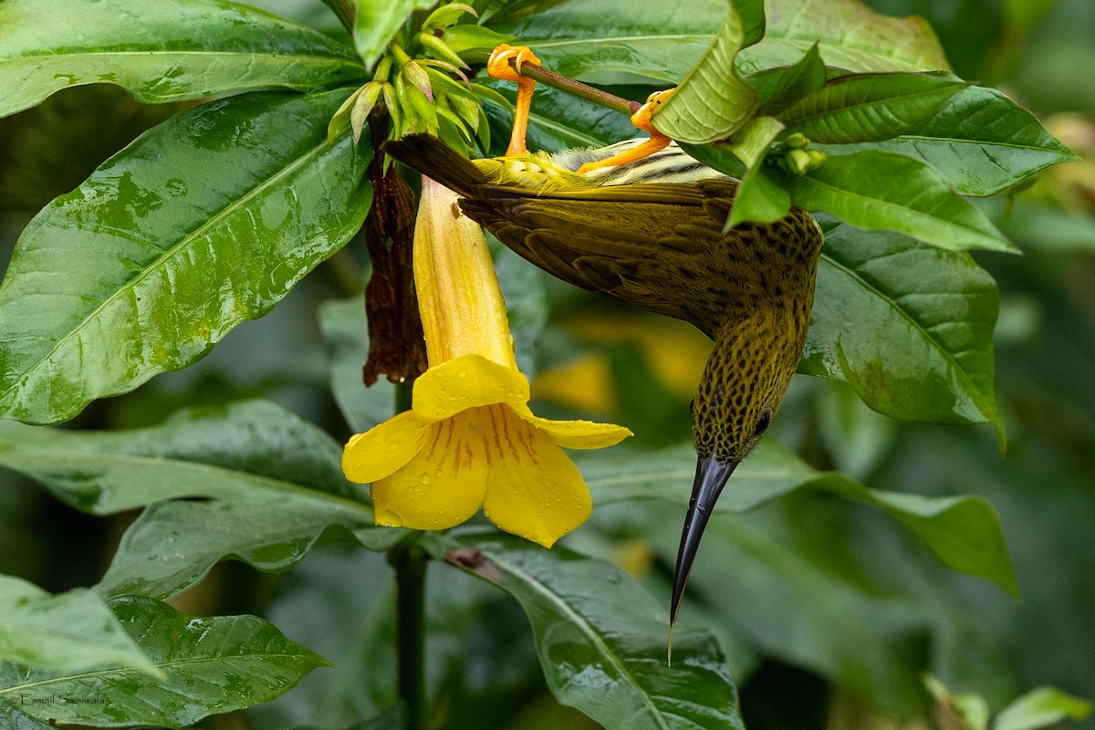 Streaked Spiderhunter - ML644313669