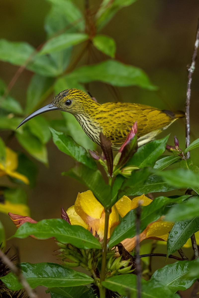 Streaked Spiderhunter - ML644313670