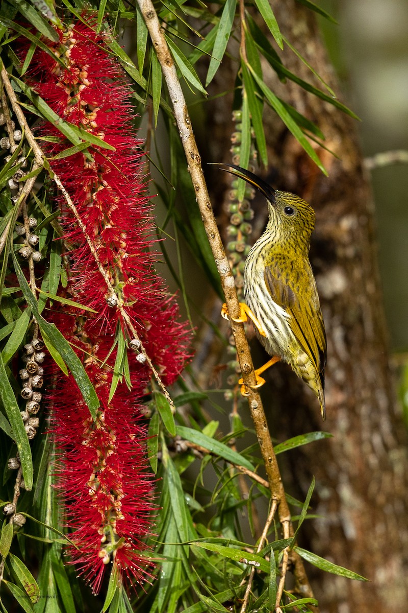 Streaked Spiderhunter - ML644313671