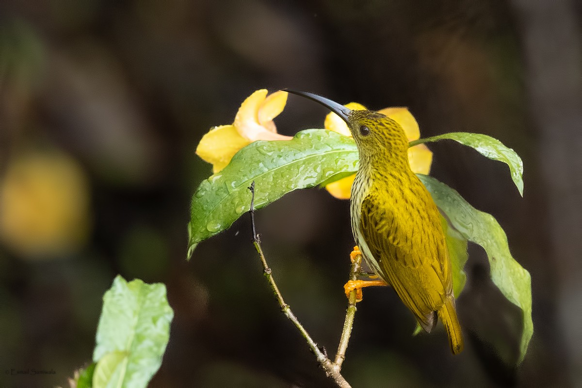 Streaked Spiderhunter - ML644313672