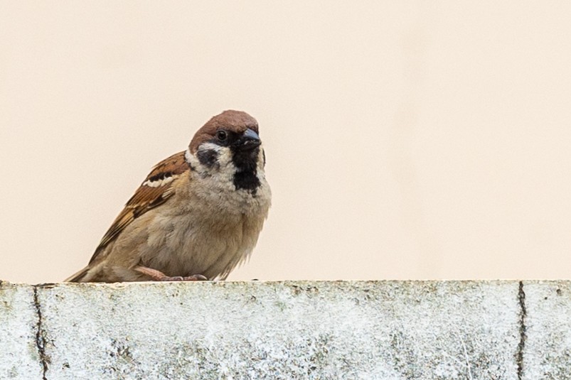 דרור הרים - ML644313682