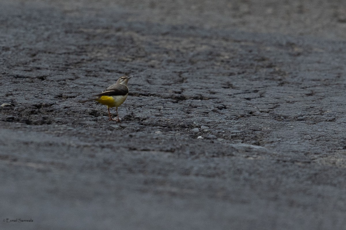 נחליאלי זנבתן - ML644313686