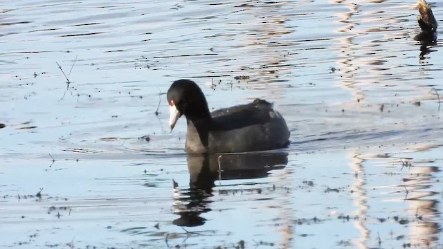 American Coot - ML644313699