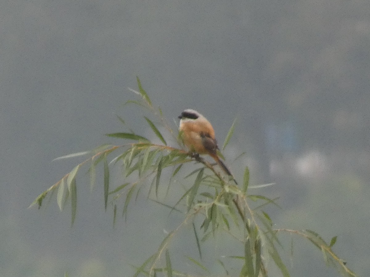 Alcaudón Schach - ML644313700