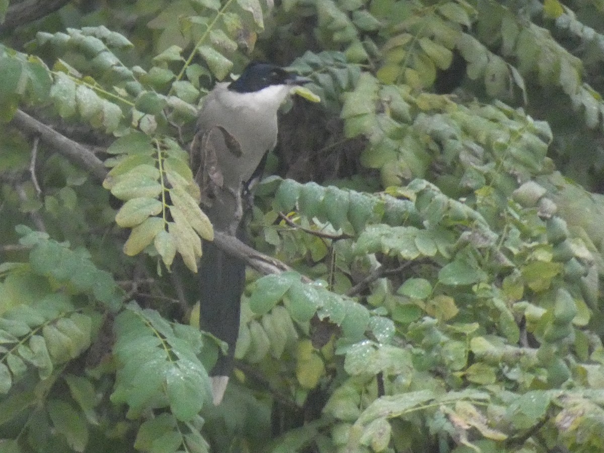 Mavi Saksağan - ML644313705