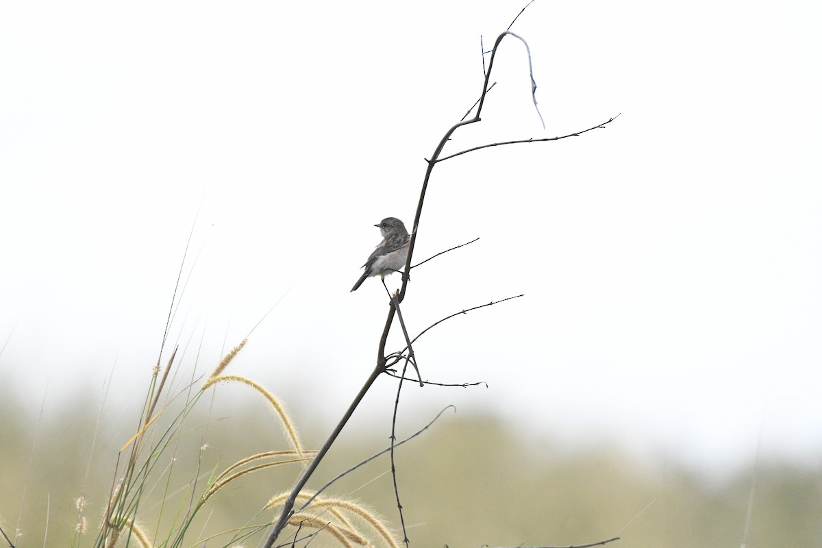 Siberian Stonechat - ML644313708
