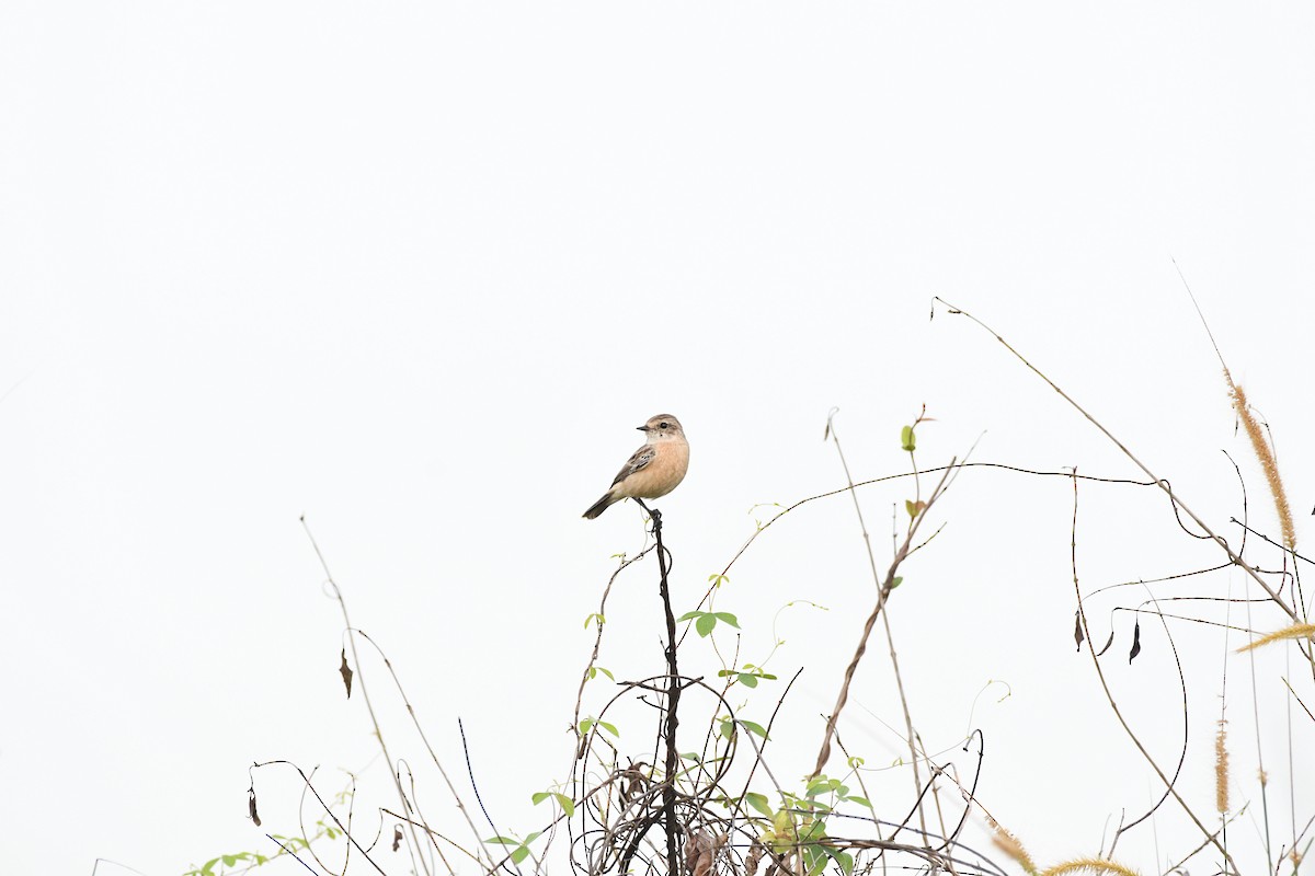 Siberian Stonechat - ML644313709