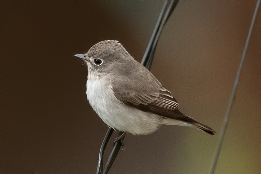 חטפית סיבירית - ML644313717