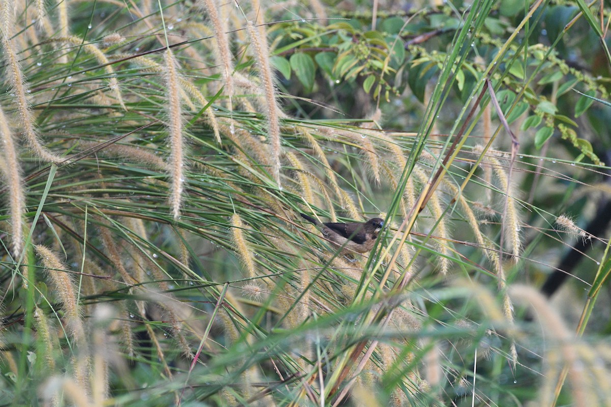 Black-throated Munia - ML644313726