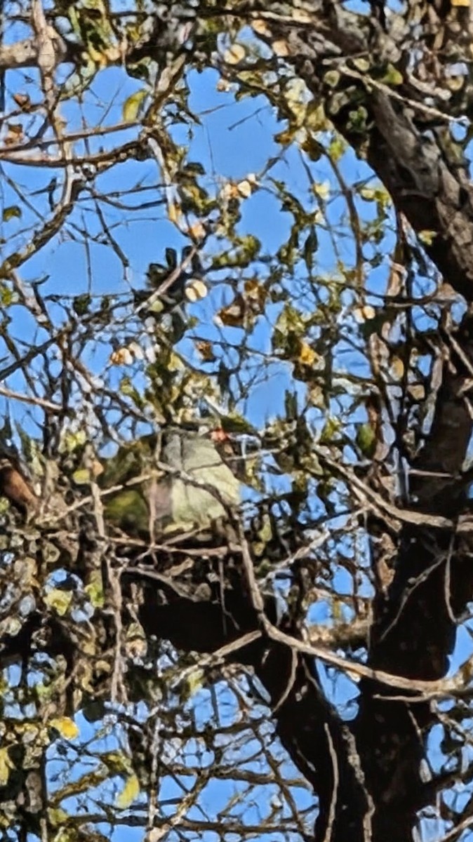 African Green-Pigeon - ML644313740