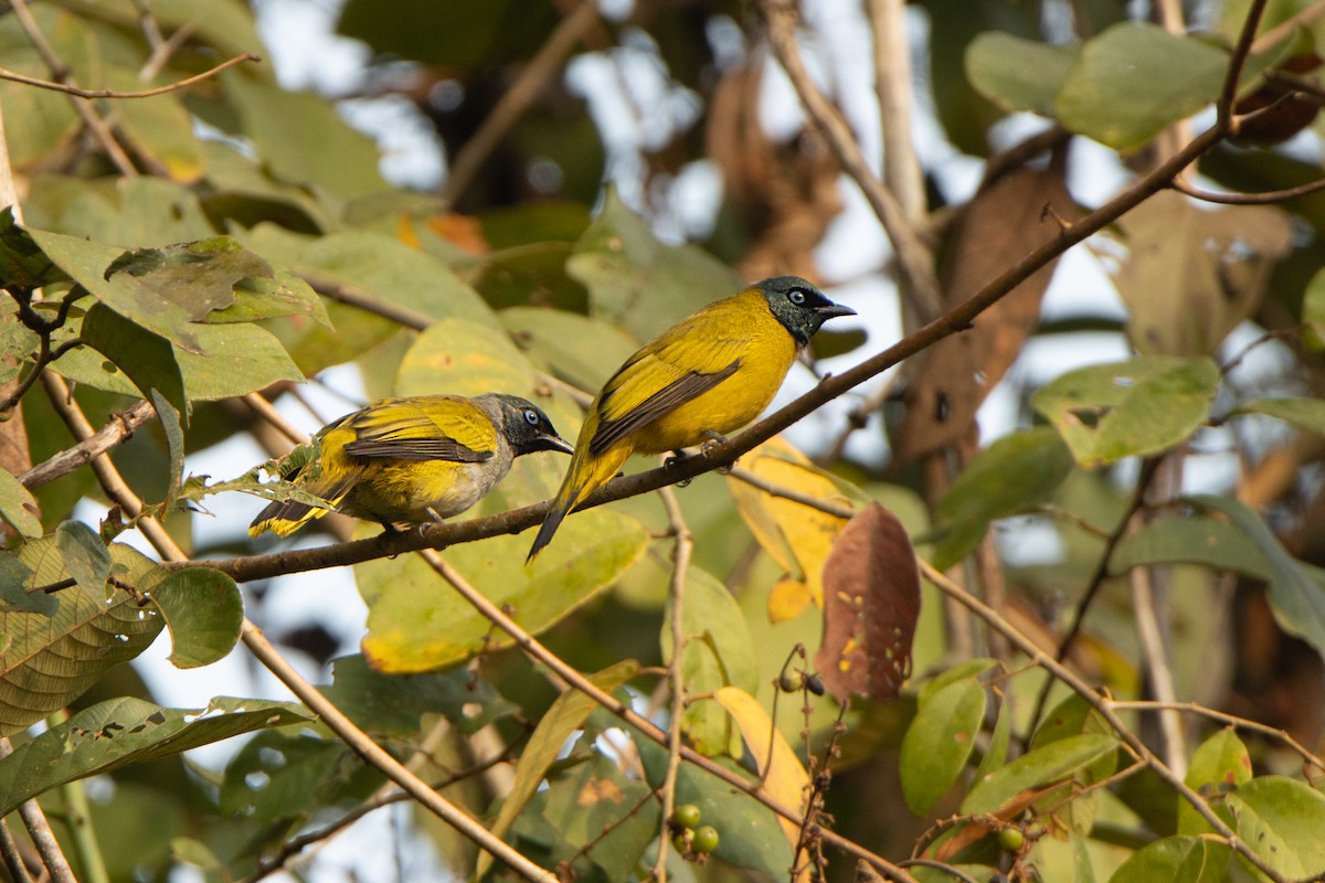 Black-headed Bulbul - ML644313747